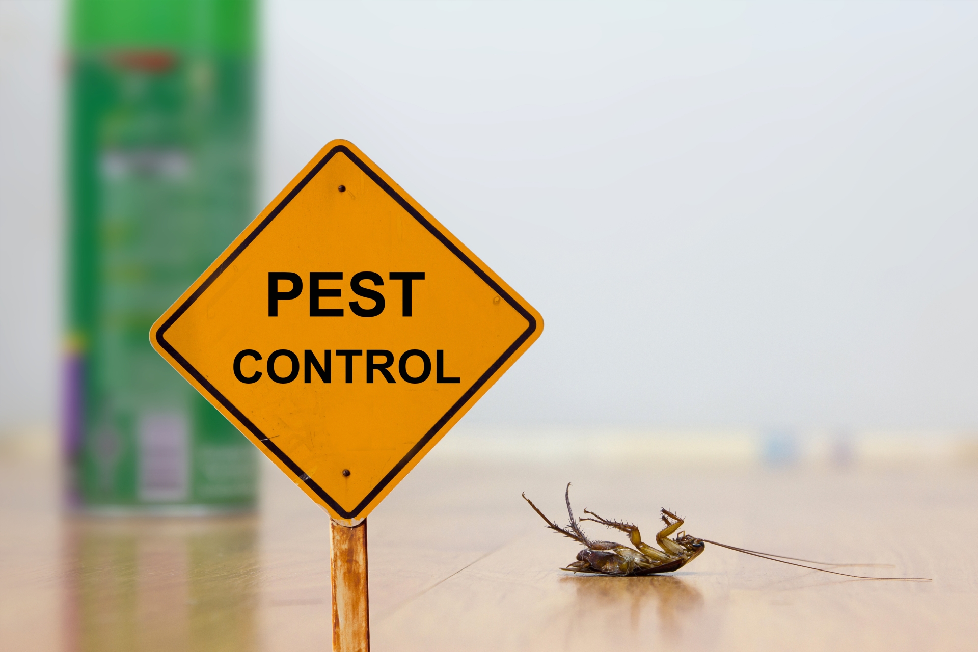24 Hour Pest Control, Pest Control in Strawberry Hill, Whitton, TW2. Call Now 020 8166 9746