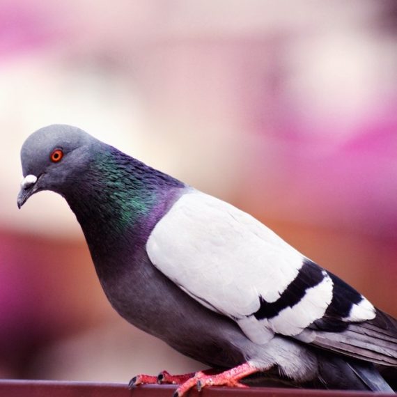 Birds, Pest Control in Strawberry Hill, Whitton, TW2. Call Now! 020 8166 9746