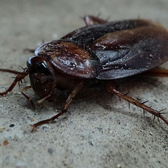 Cockroaches, Pest Control in Strawberry Hill, Whitton, TW2. Call Now! 020 8166 9746