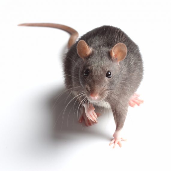 Rats, Pest Control in Strawberry Hill, Whitton, TW2. Call Now! 020 8166 9746