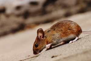 Mice Exterminator, Pest Control in Strawberry Hill, Whitton, TW2. Call Now 020 8166 9746
