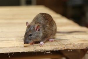 Rodent Control, Pest Control in Strawberry Hill, Whitton, TW2. Call Now 020 8166 9746